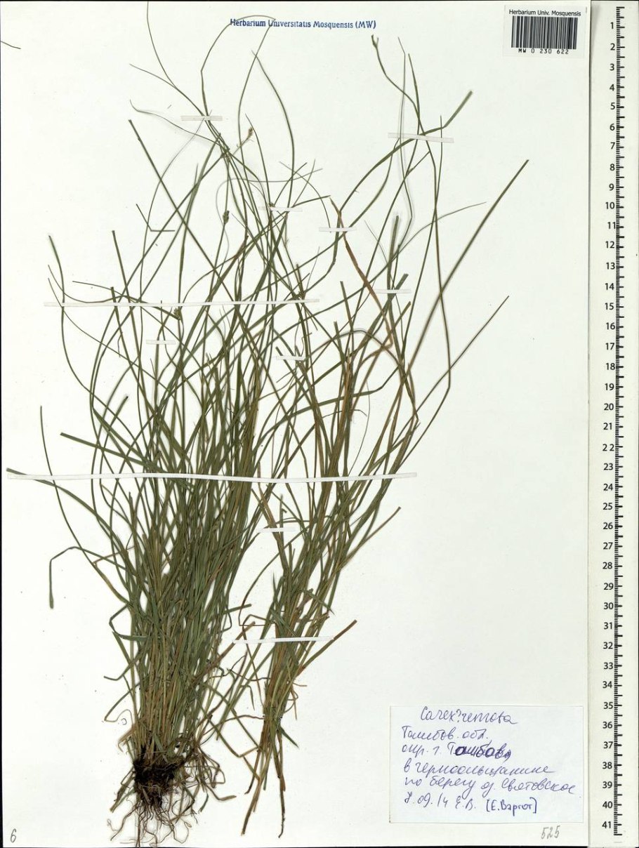 Осока Арнелля