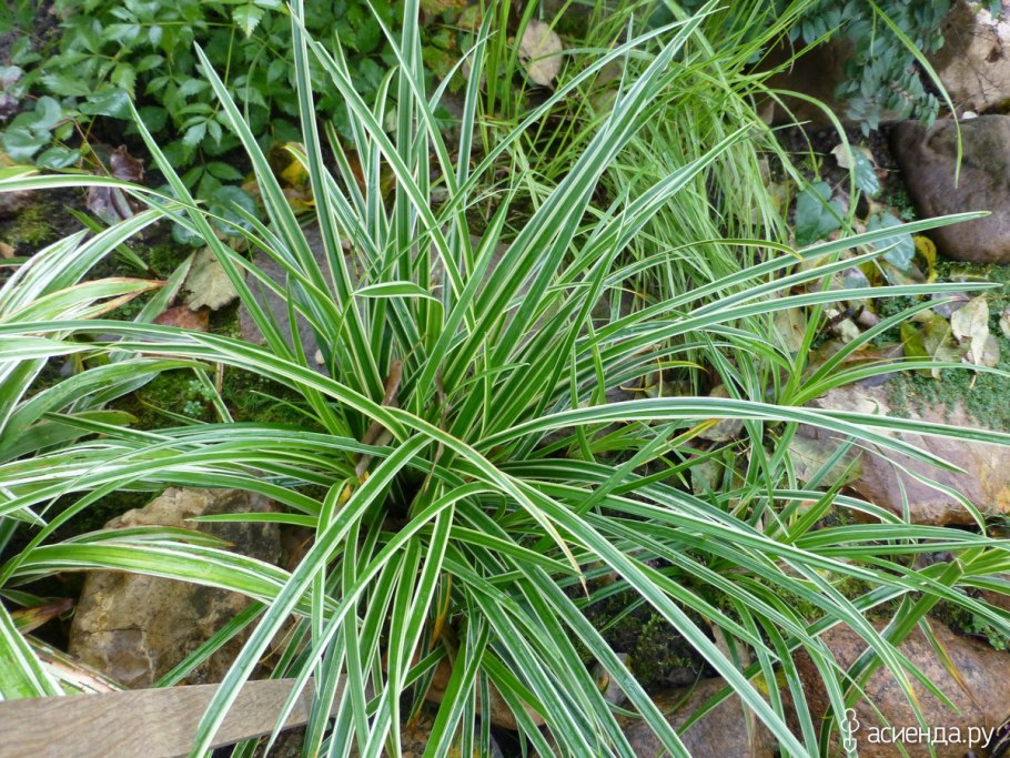 Акорус ГРАМИНЕУС