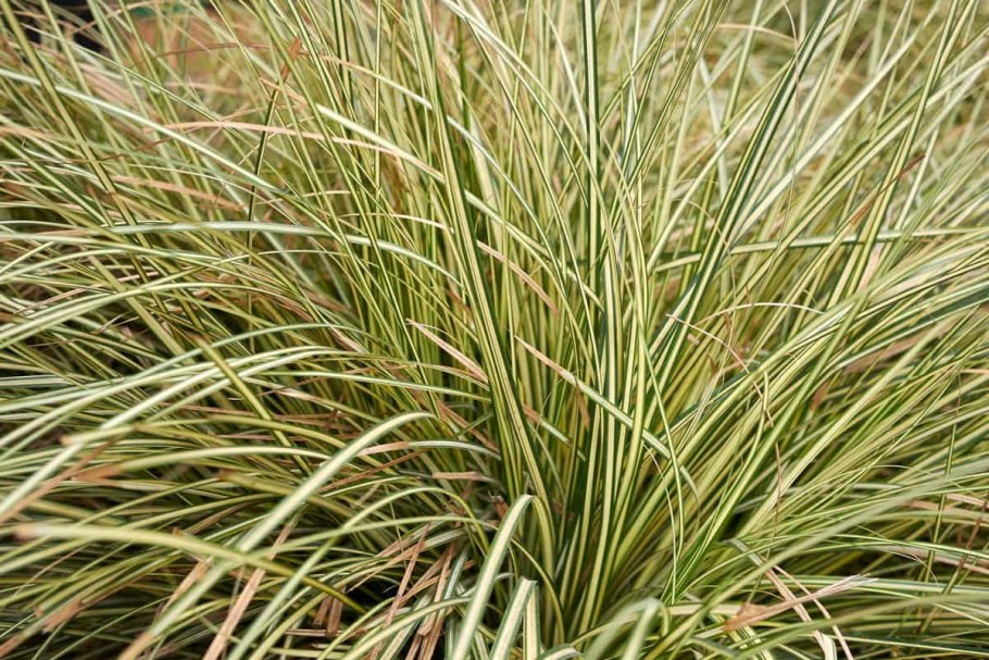 Осока carex oshimensis evergold