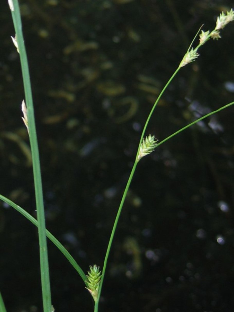 Carex supina