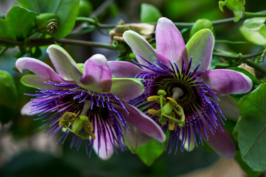Пассифлора caerulea