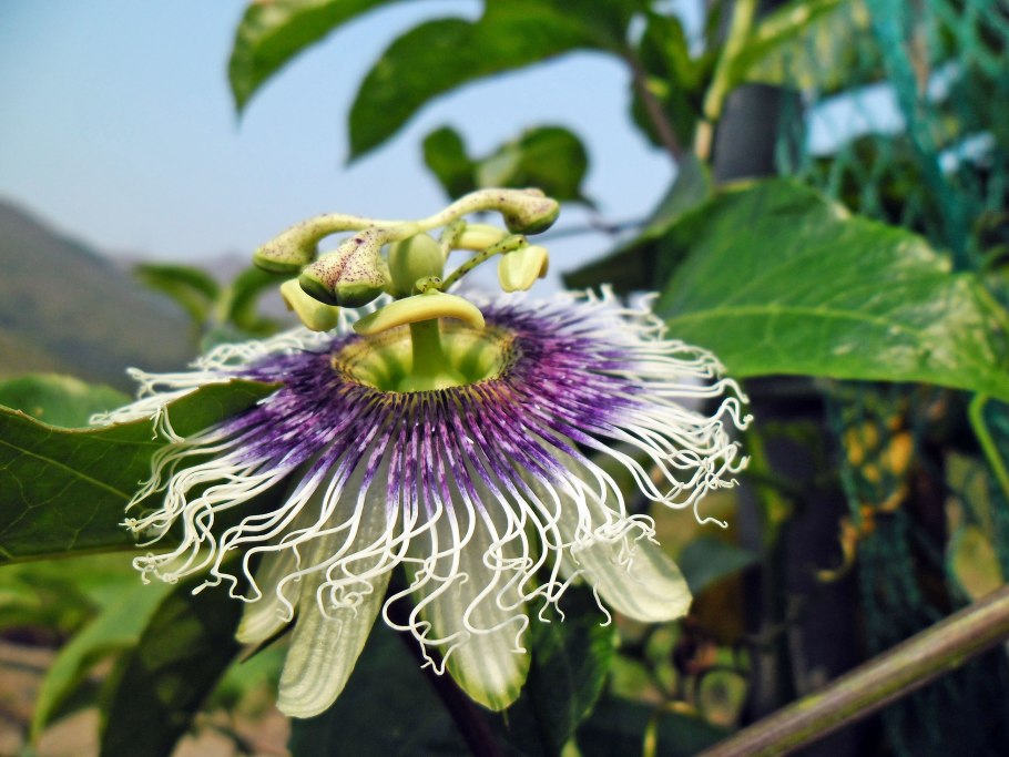 Пассифлора (Passiflora alata)