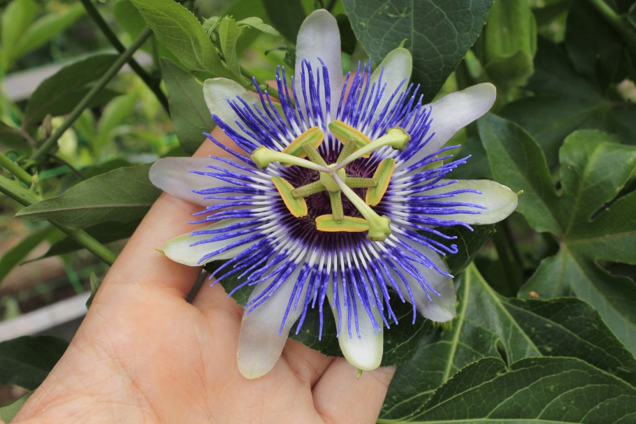 Пассифлора caerulea
