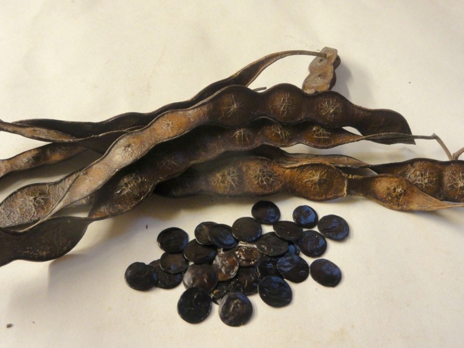 Anadenanthera colubrina / йопо