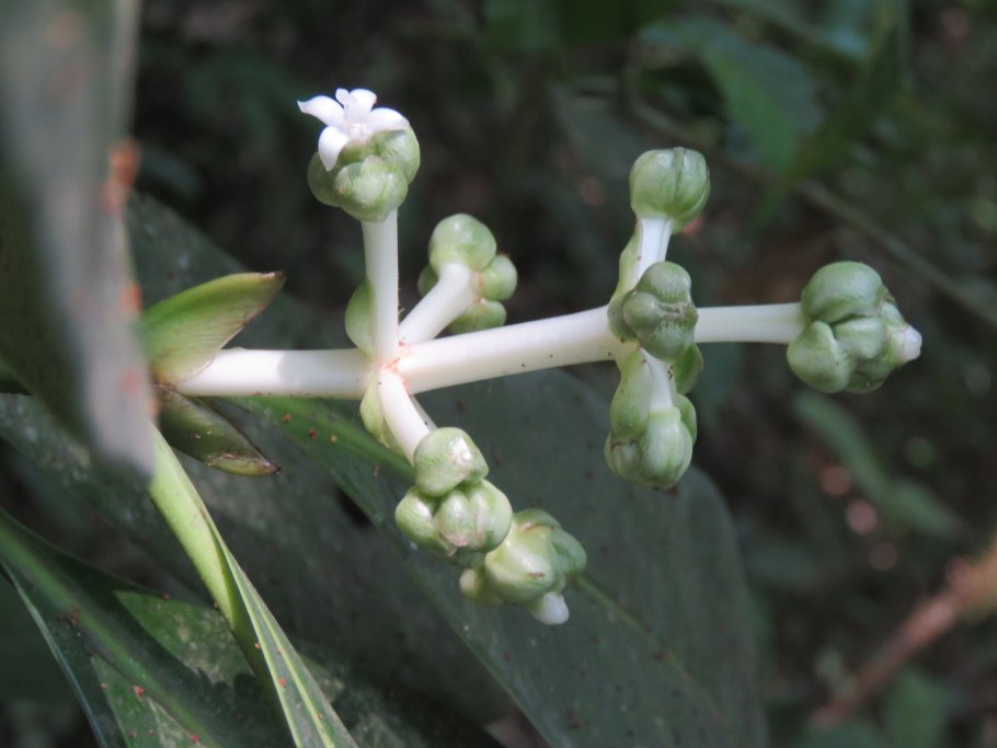 Пиптадения иноземная