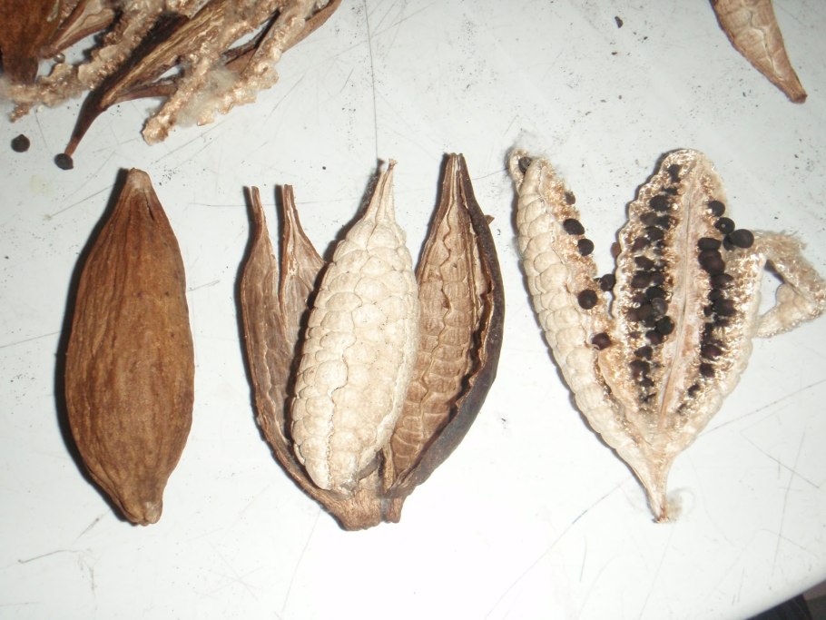 Мимоза диметилтриптамин