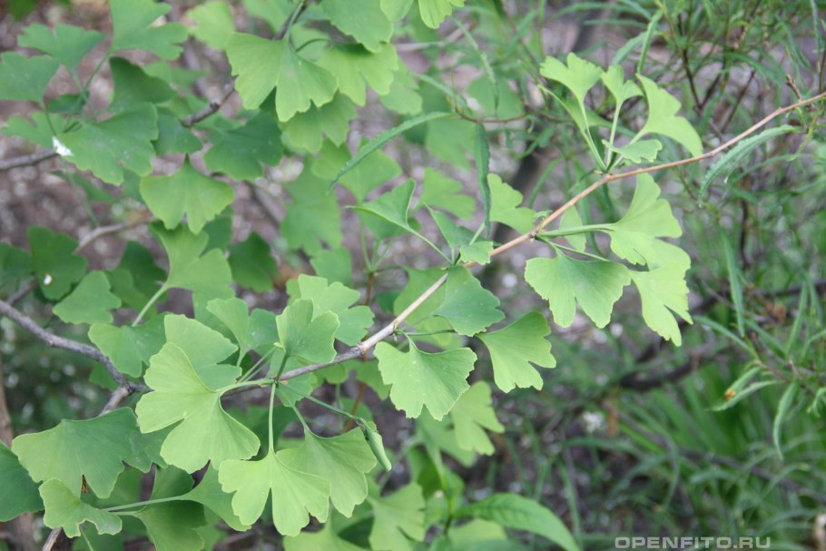 Моринга масличная