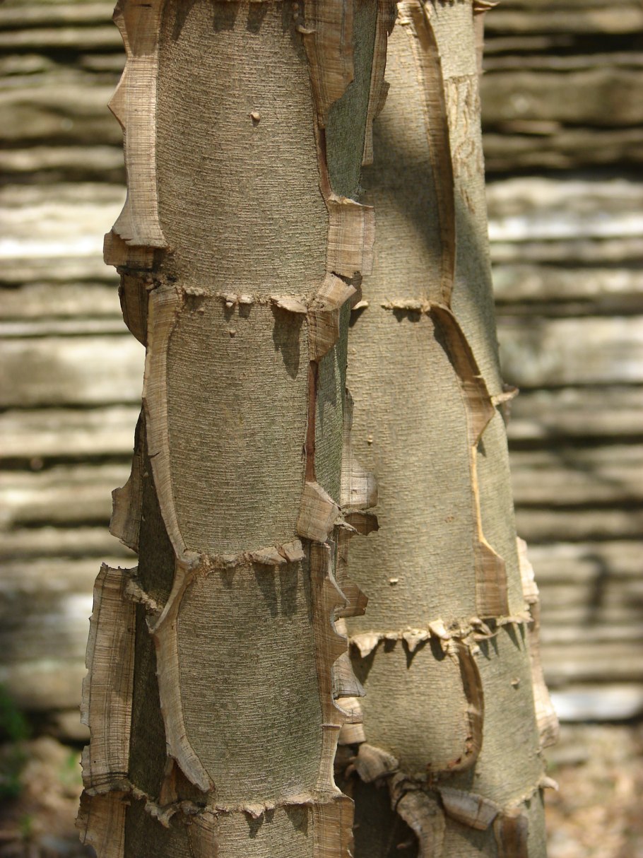 Пихта Фаргеза