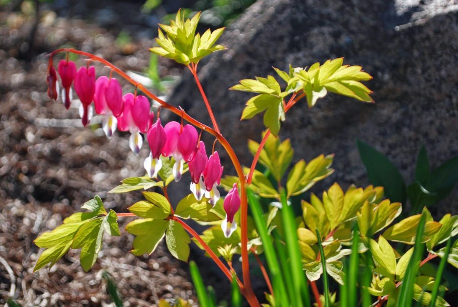 Комптония иноземная (Comptonia Peregrina)