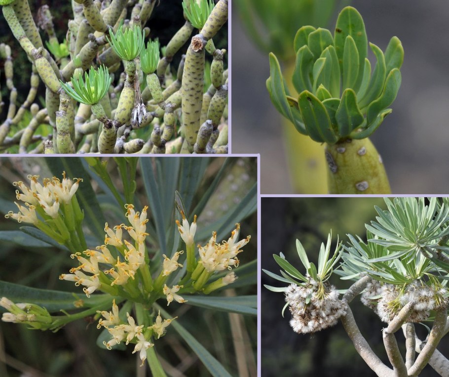 Крестовник клейния