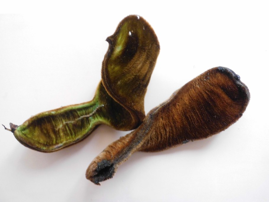 Инга съедобная