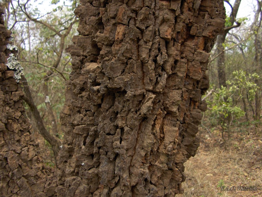 Дуб пробковый