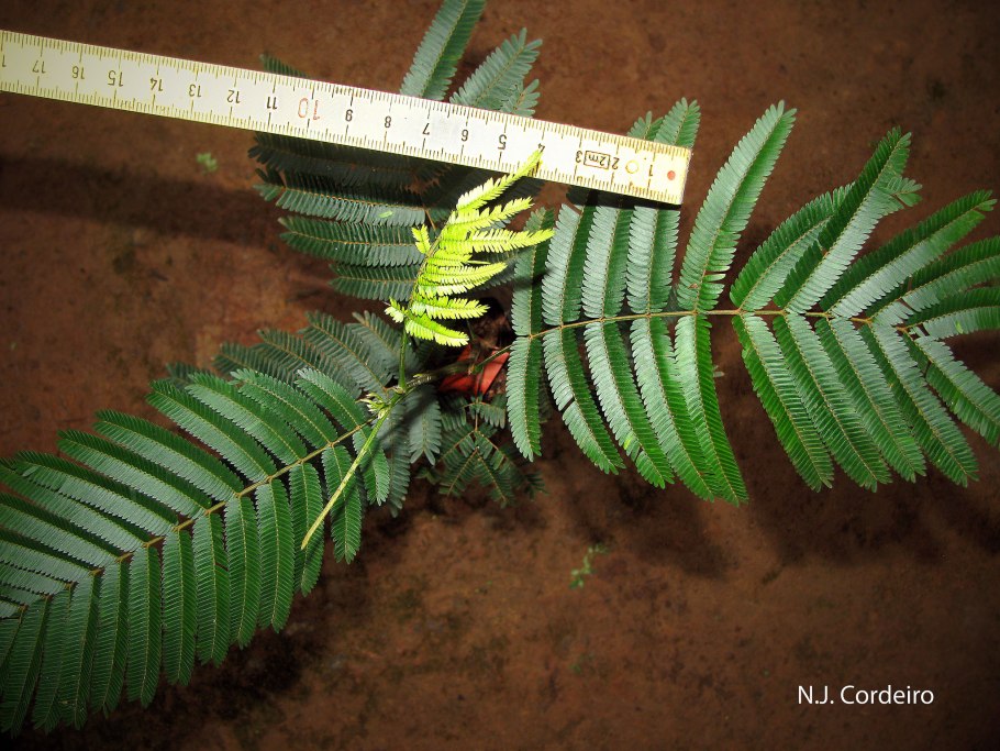 Строение капок