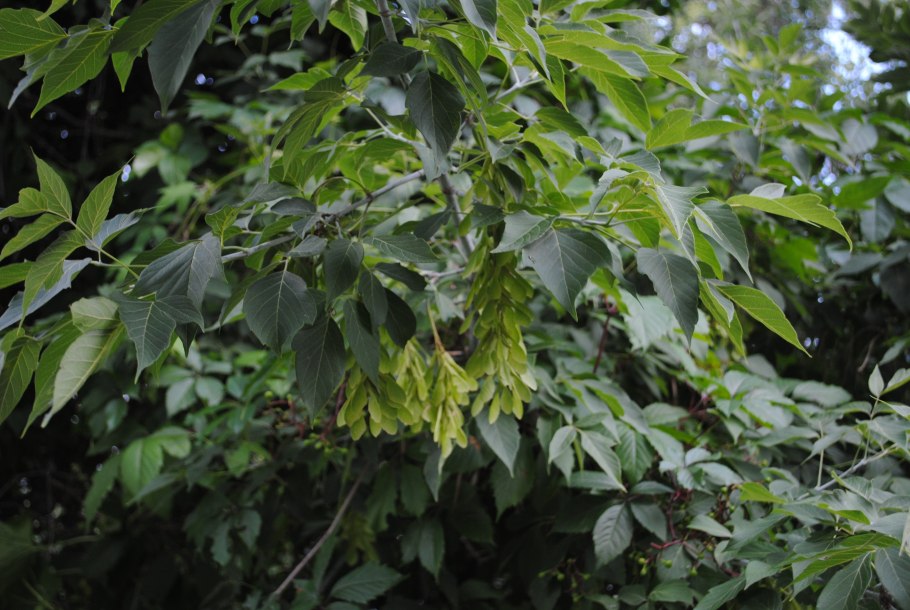 Клейния олеандролистная