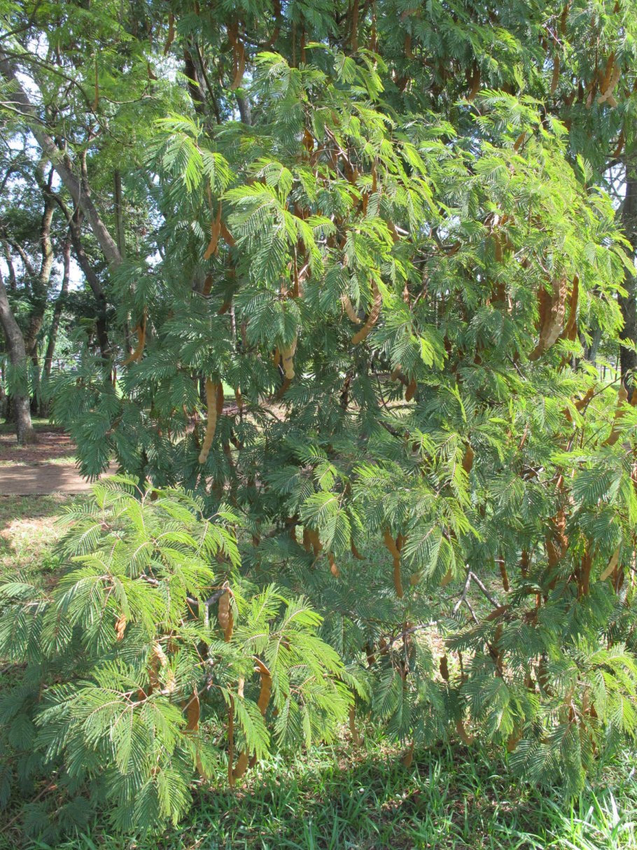 Anadenanthera SPP, или йопо