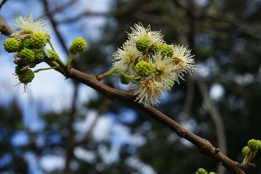 Eucalyptus cephalocarpa