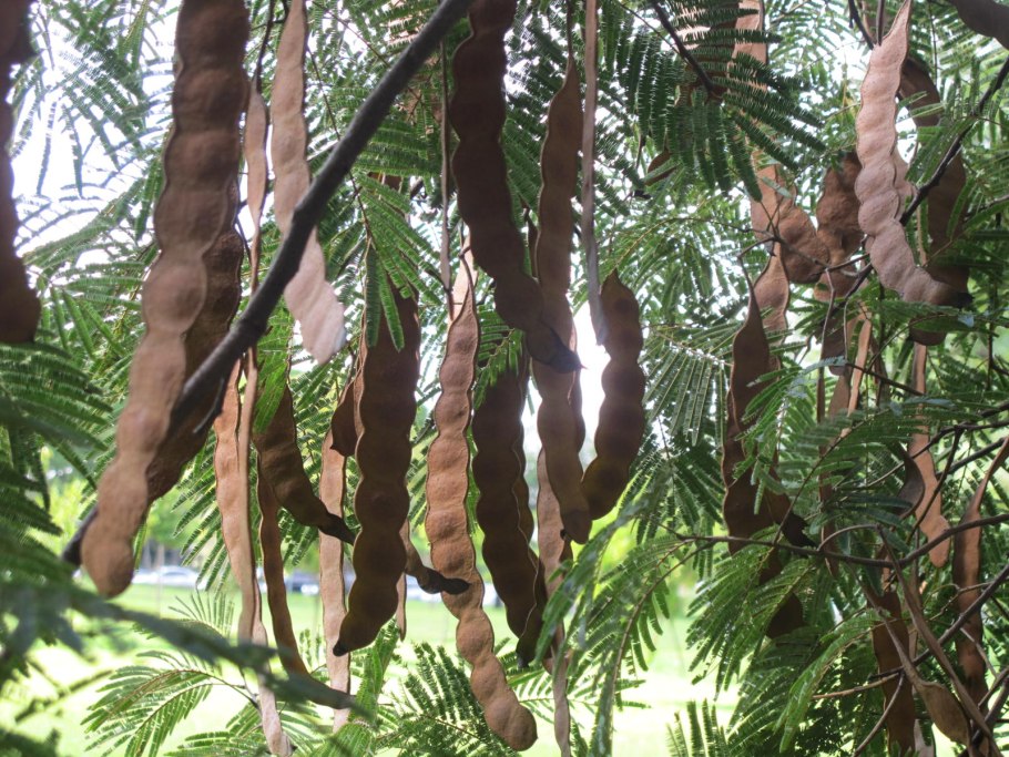 Акация альбиция ленкоранская стручки