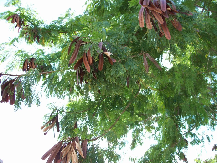 Leucaena leucocephala