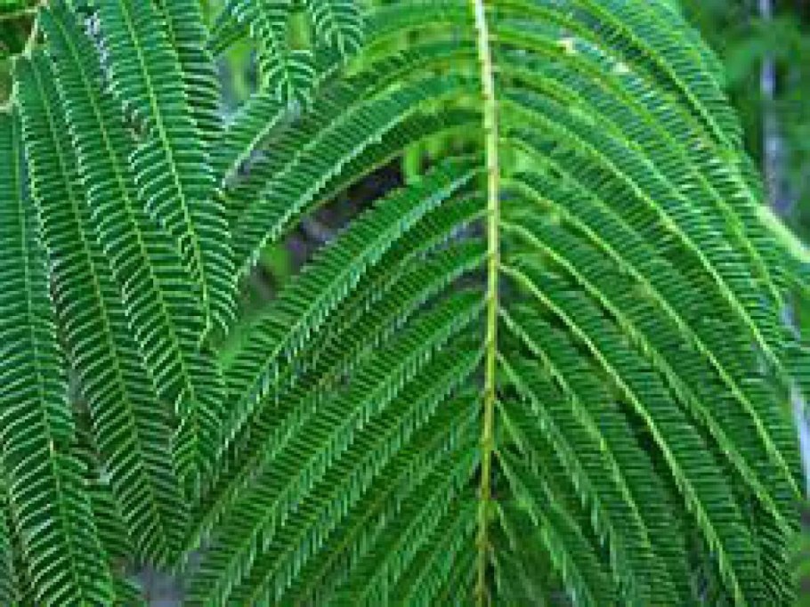 Комптония иноземная