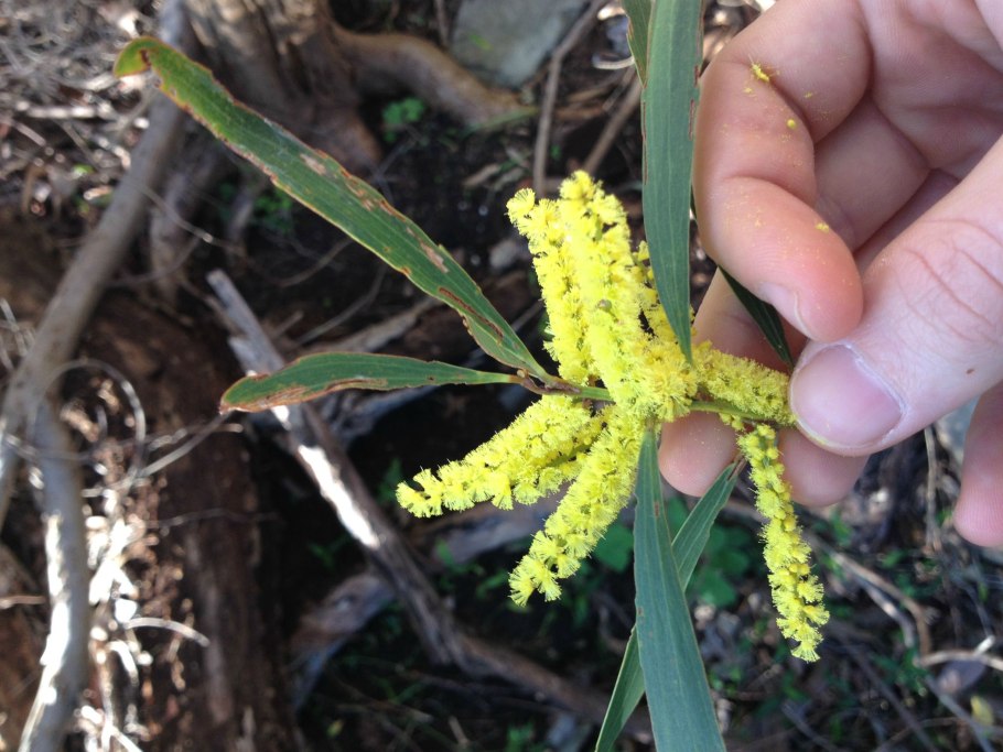 Семена крупнее спор