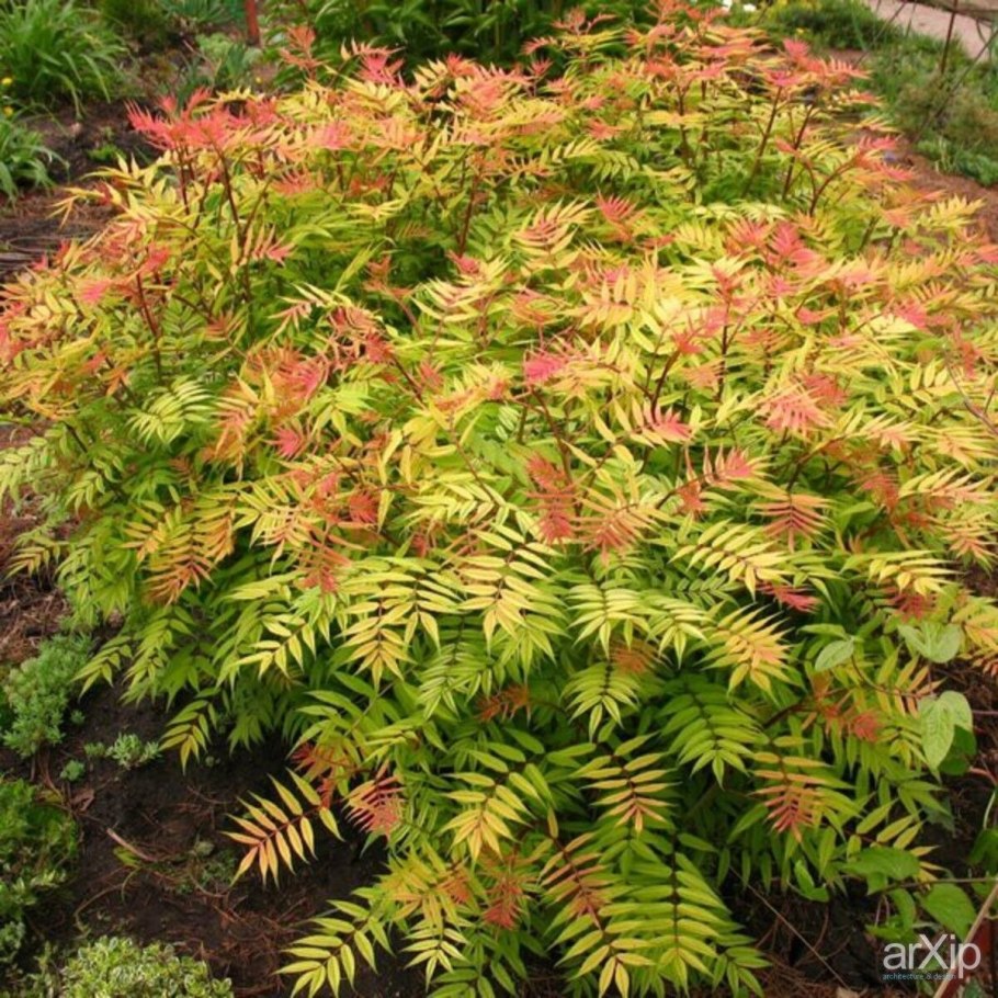 Титул растение