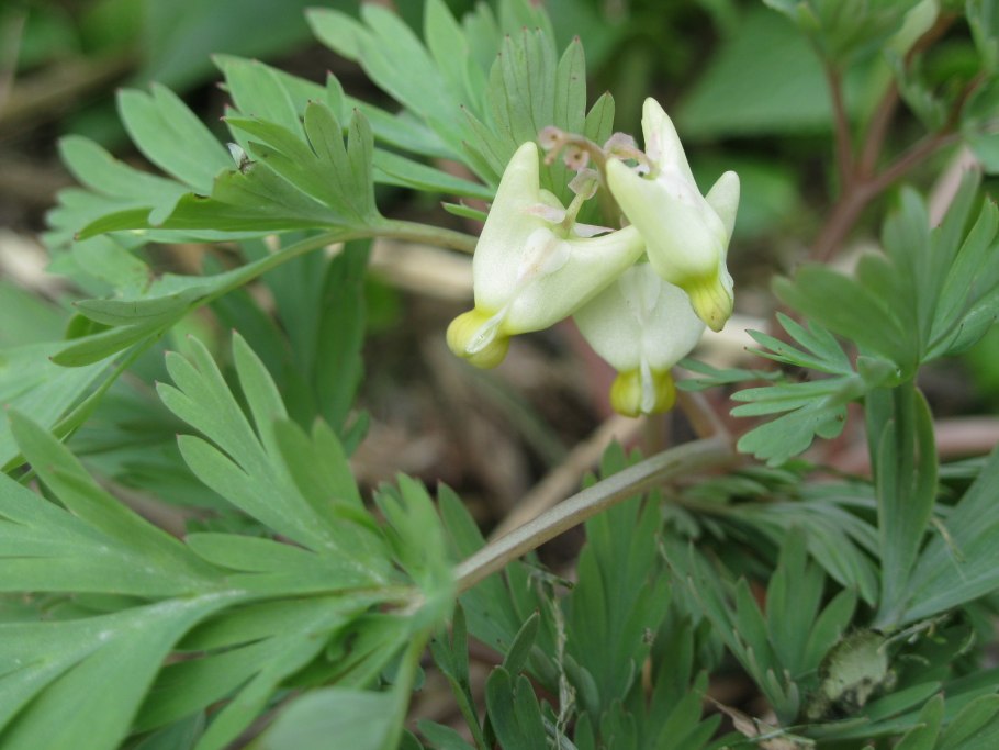 Dicentra cucullaria