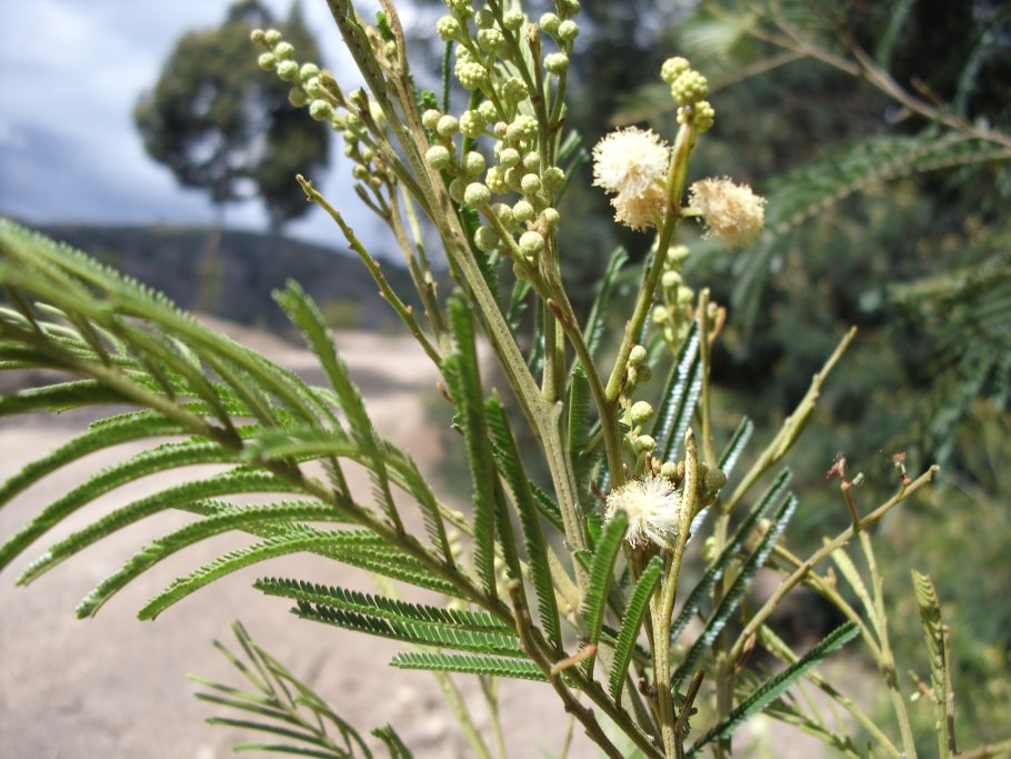 Piptadenia peregrina