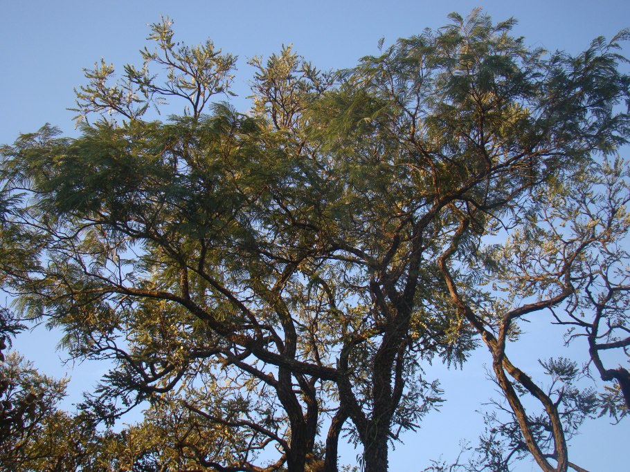 Пиптадения иноземная кора