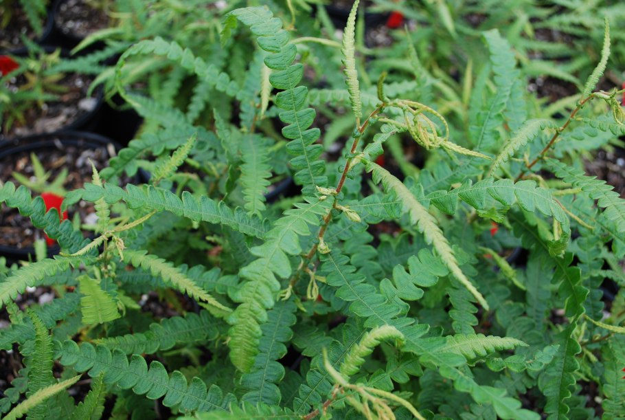 Комптония иноземная