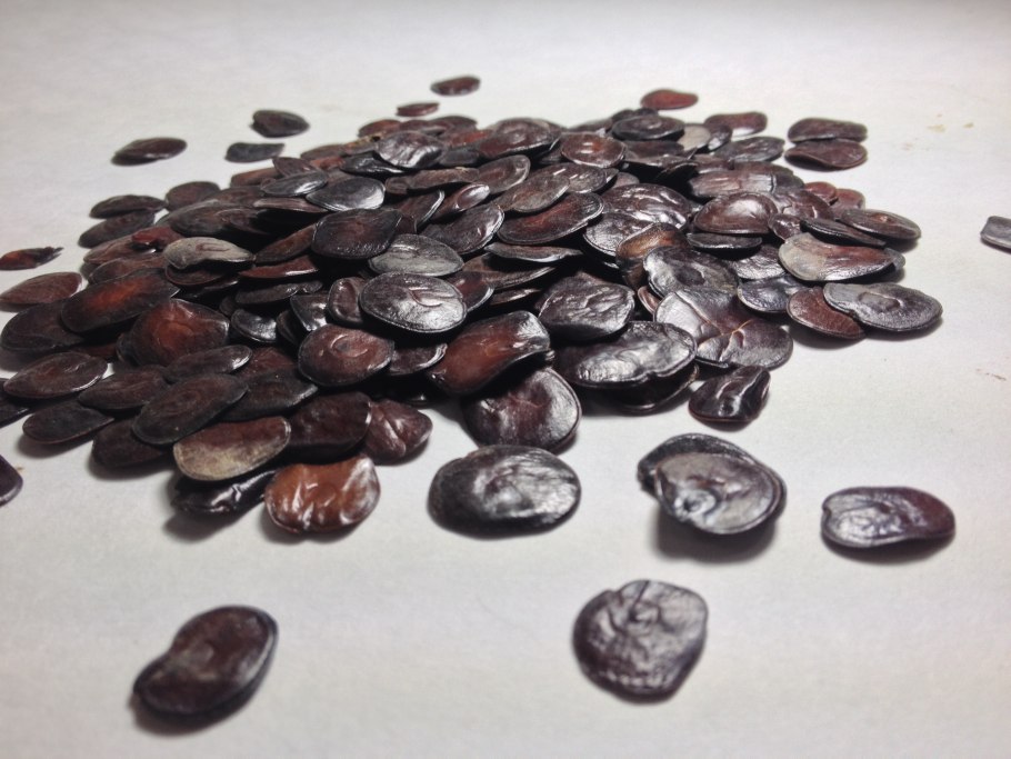 Триптомена Saxicola