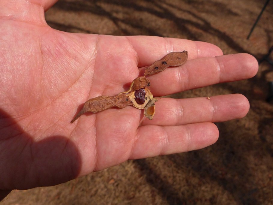 Рябинник рябинолистный (Sorbaria sorbifolia &#96;sem&#96;)