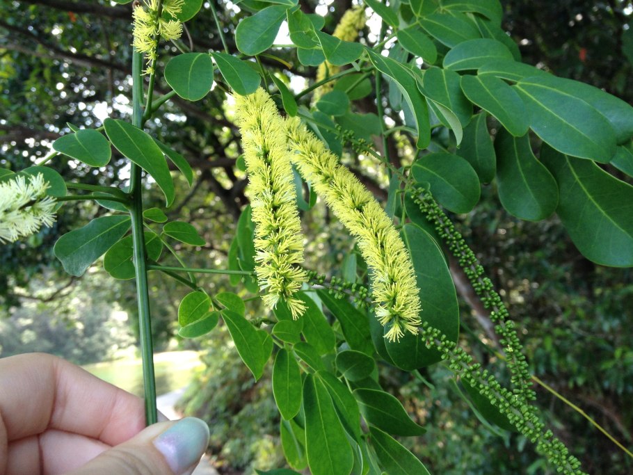 Дицентра иноземная