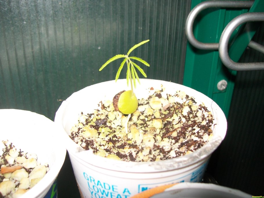 Гинкго двулопастное. ФС