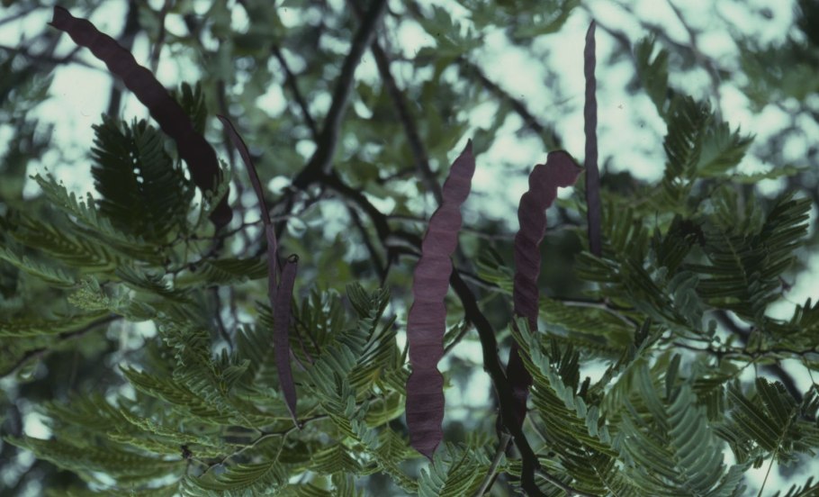 Акация стручки