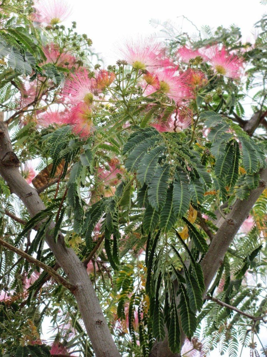 Albizia julibrissin
