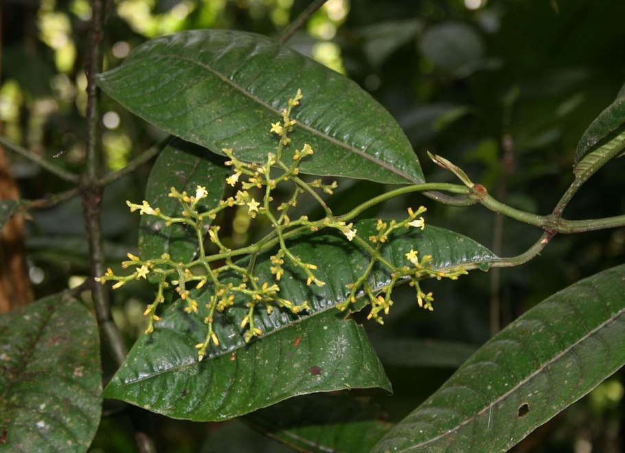 Чакруна (psychotria viridis)