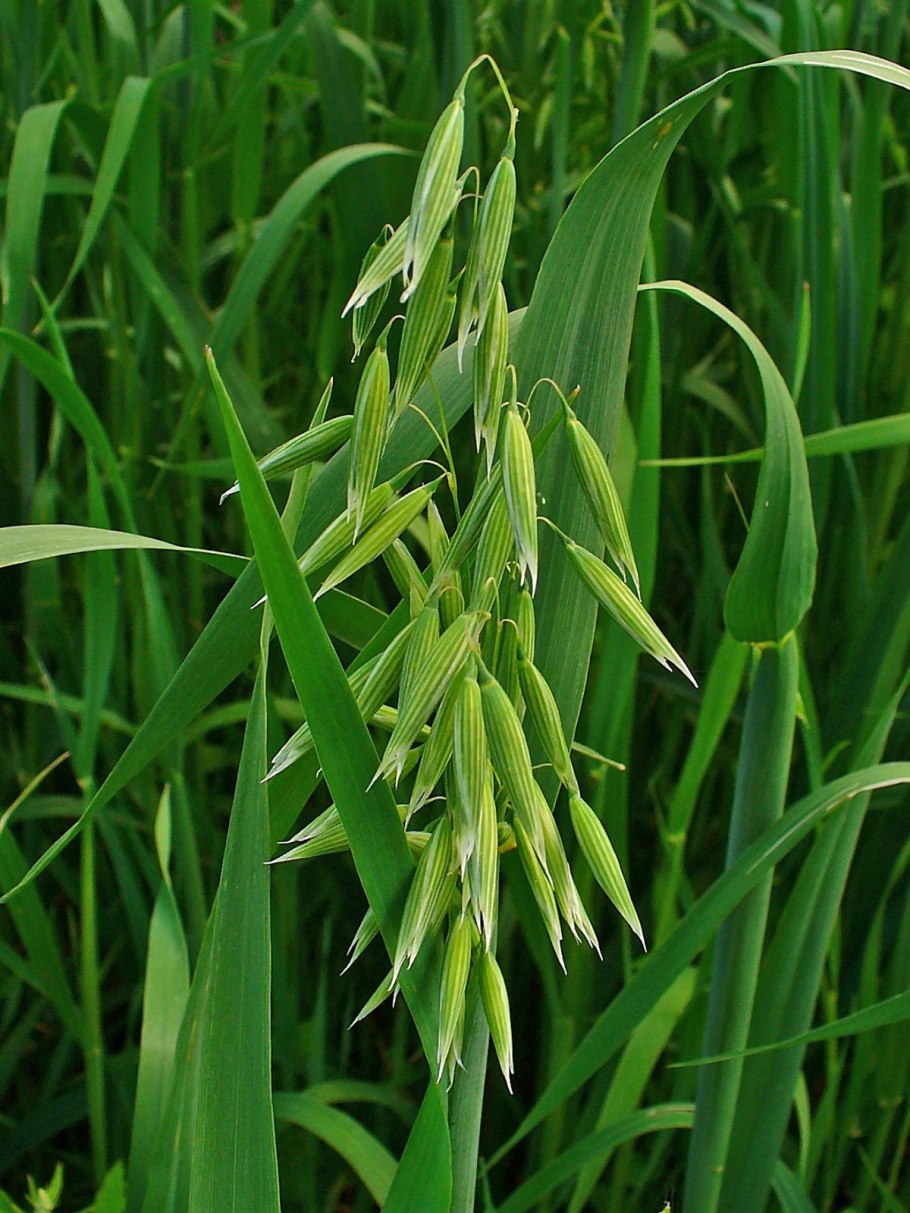 Овес Avena Sativa