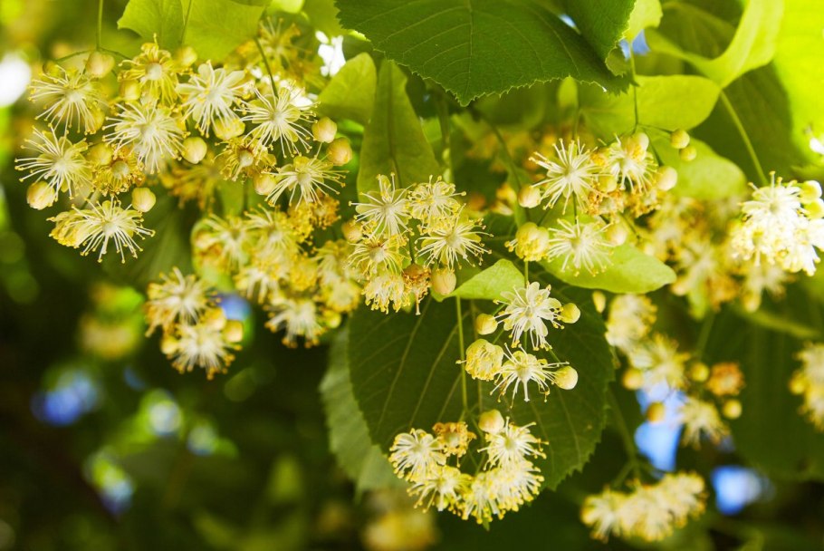 Липа Новосибирск