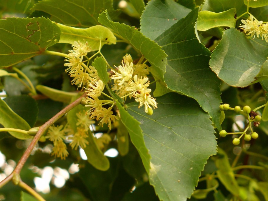 Липа европейская pallida