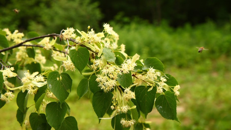 Липа сердцевидная