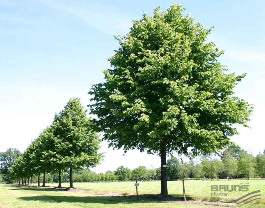 Липа Амурская, мелколистная