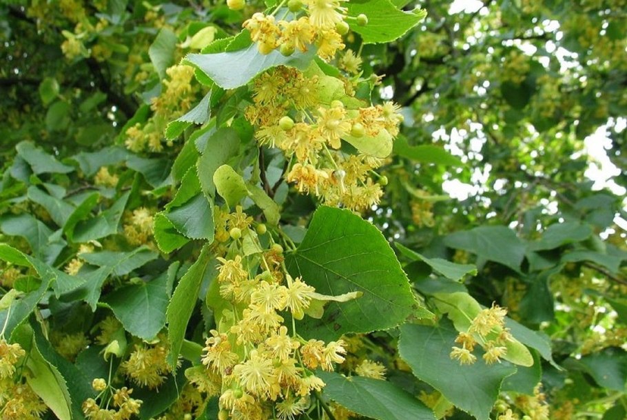 Липа цветение