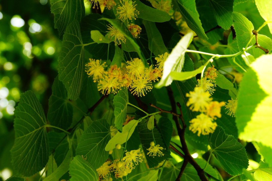 Цветки липы сердцевидной