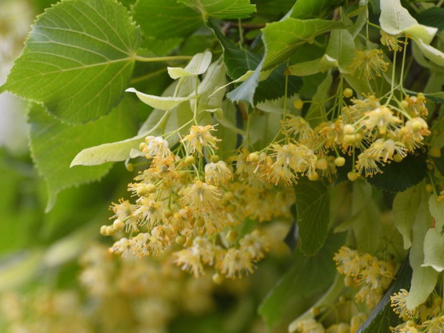 Мелколистная липа