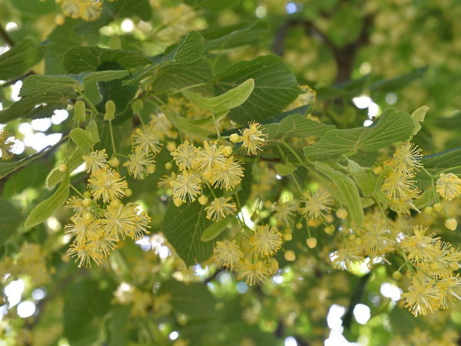 Липа мелколистная лист