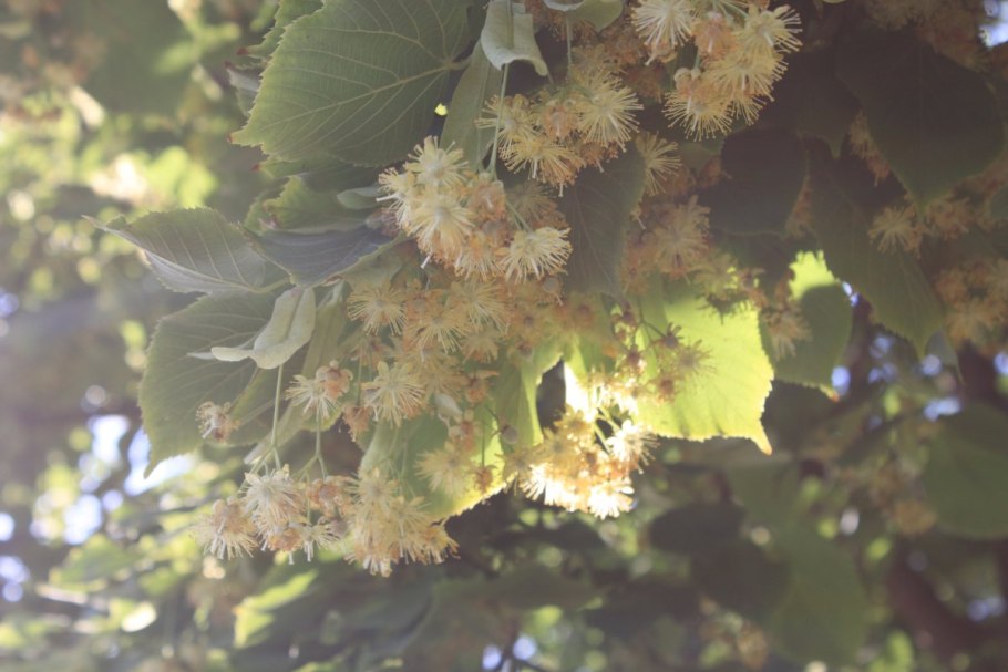 Липа дерево