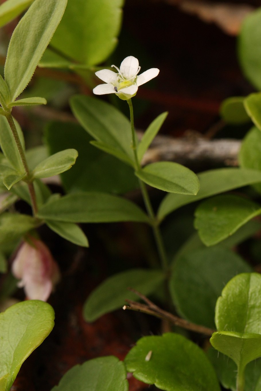 Moehringia lateriflora