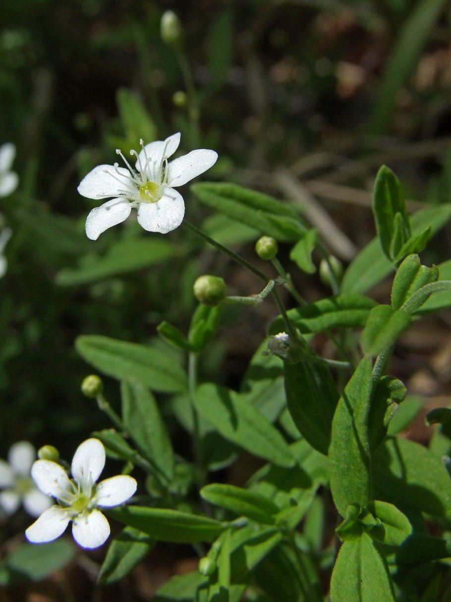 Moehringia lateriflora