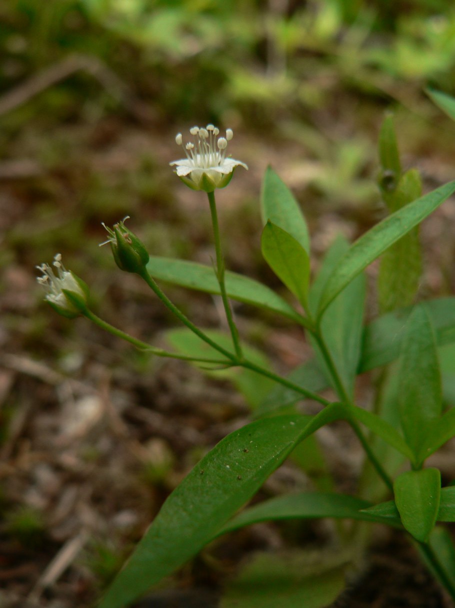 Moehringia macrophylla