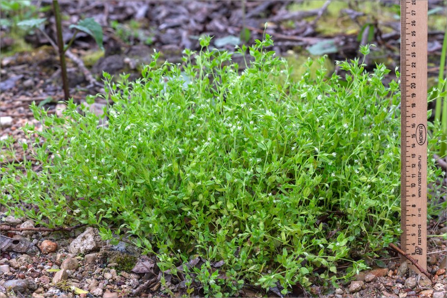 Moehringia lateriflora